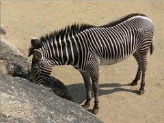 149 BIO PARC DE DOUE LA FONTAINE 2- 2016_000031